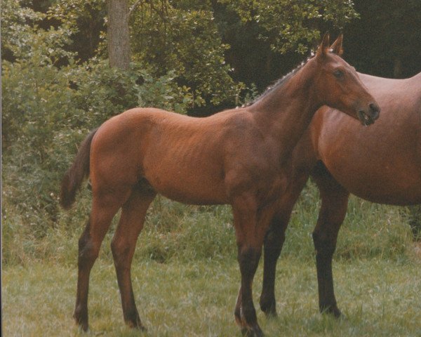 horse Galimor (Hanoverian, 1991, from Gambler's Cup xx)