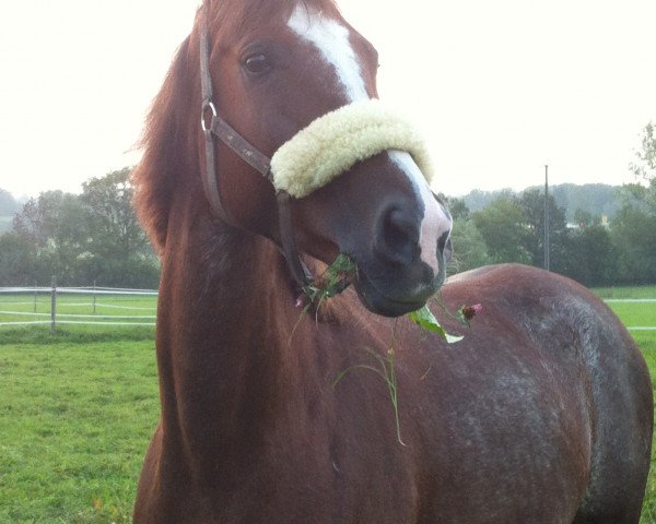 broodmare Canillo's Girl (Arab half breed / Partbred, 2004, from Canillo ox)