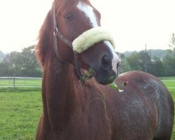 Zuchtstute Canillo's Girl (Arabisches Halbblut / Partbred, 2004, von Canillo ox)