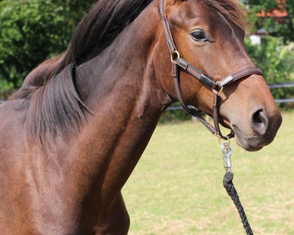 dressage horse Sam Witwicky (Hanoverian, 2014, from Sarotti Mocca-Sahne)