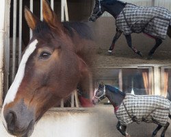 dressage horse Fortis S (German Warmblood, 2002, from Friedericus Rex)