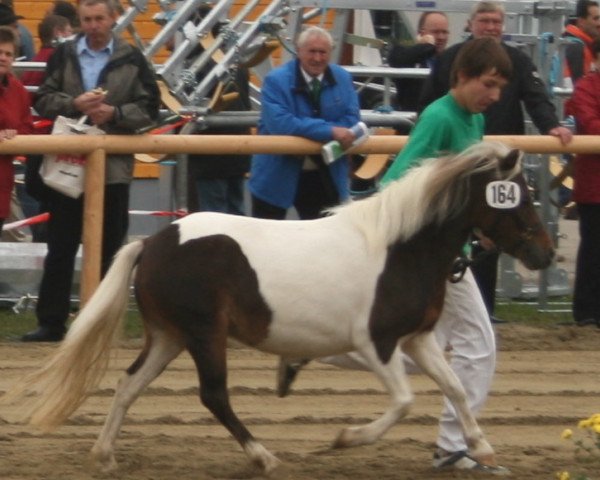 Zuchtstute Venus (Deutsches Classic Pony, 2004, von Brio)