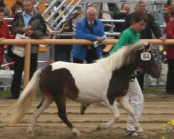 broodmare Venus (German Classic Pony, 2004, from Brio)