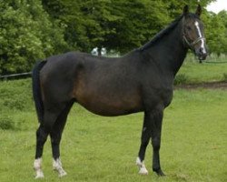 broodmare Gesa (Hanoverian, 1995, from Graf Grannus)