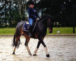 dressage horse Deister 98 (German Riding Pony, 2004, from Hengst von Deister)