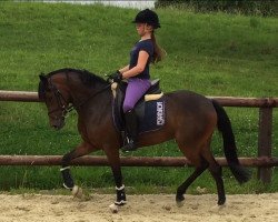 broodmare VaVaVoom (German Riding Pony, 2011, from Veivel R)