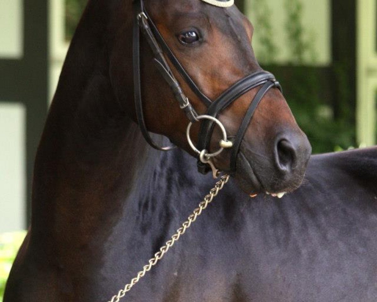 horse Dispatcher NH (German Riding Pony, 2007, from Dauphin)