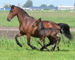 Zuchtstute Nelrite (KWPN (Niederländisches Warmblut), 1995, von Indoctro)