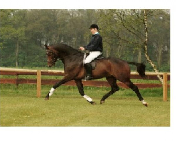 stallion Hamilton (Dutch Warmblood, 1989, from Nimmerdor)