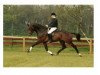 Deckhengst Hamilton (Koninklijk Warmbloed Paardenstamboek Nederland (KWPN), 1989, von Nimmerdor)