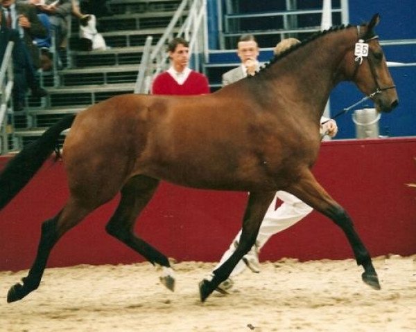 Zuchtstute Ielrite (Koninklijk Warmbloed Paardenstamboek Nederland (KWPN), 1990, von Nimmerdor)