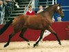 broodmare Ielrite (KWPN (Royal Dutch Sporthorse), 1990, from Nimmerdor)