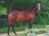 broodmare Worite (KWPN (Royal Dutch Sporthorse), 1980, from Amor)