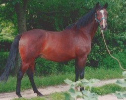 Zuchtstute Worite (KWPN (Niederländisches Warmblut), 1980, von Amor)