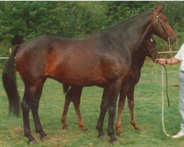 Zuchtstute Arite (KWPN (Niederländisches Warmblut), 1982, von Nimmerdor)