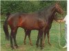 broodmare Arite (KWPN (Royal Dutch Sporthorse), 1982, from Nimmerdor)