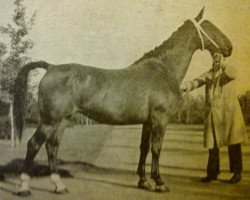 broodmare Elritze (Holsteiner, 1946, from Heidelberg)