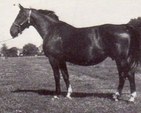 broodmare Zelrite (KWPN (Royal Dutch Sporthorse), 1966, from Senner)