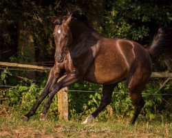 broodmare Oressa (Bavarian, 2009, from Sandro Boy)