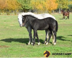 Pferd Corrada (Polnisches Warmblut, 2015, von Corrado Son)