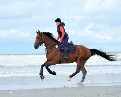 dressage horse Charlotte (Oldenburg show jumper, 2007, from Cyrano)