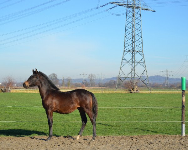 Deckhengst Campero (Pura Raza Espanola (PRE), 2015)