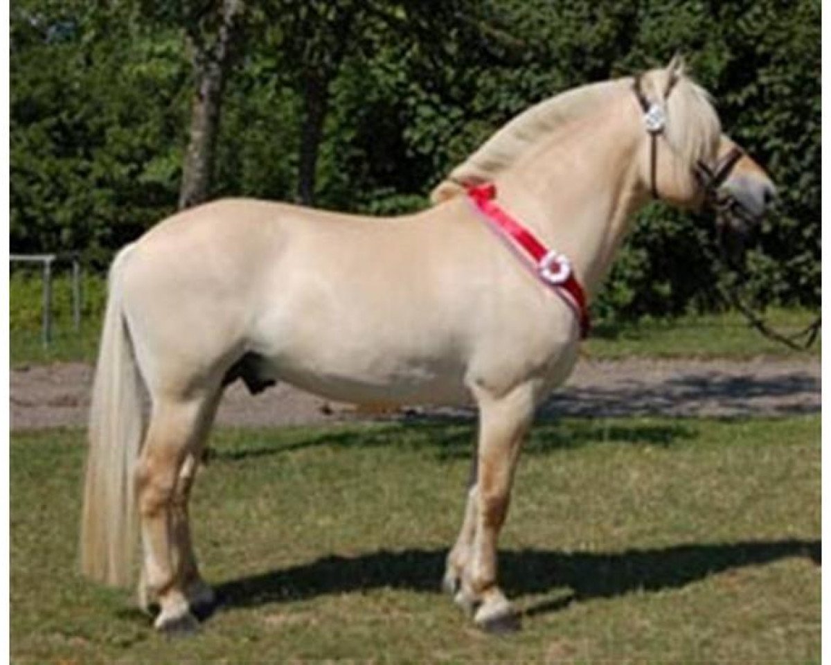 stallion Glibings Ajs FJH 736 (Fjord Horse, 2002, from Golf Gudenå)