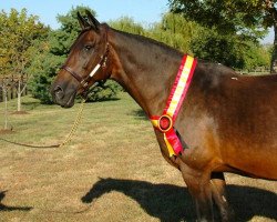 broodmare Lottie W (KWPN (Royal Dutch Sporthorse), 1993, from Nimmerdor)