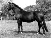 broodmare Oklahoma (KWPN (Royal Dutch Sporthorse), 1973, from Farn)