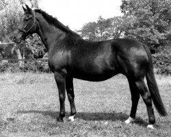 broodmare Oklahoma (KWPN (Royal Dutch Sporthorse), 1973, from Farn)