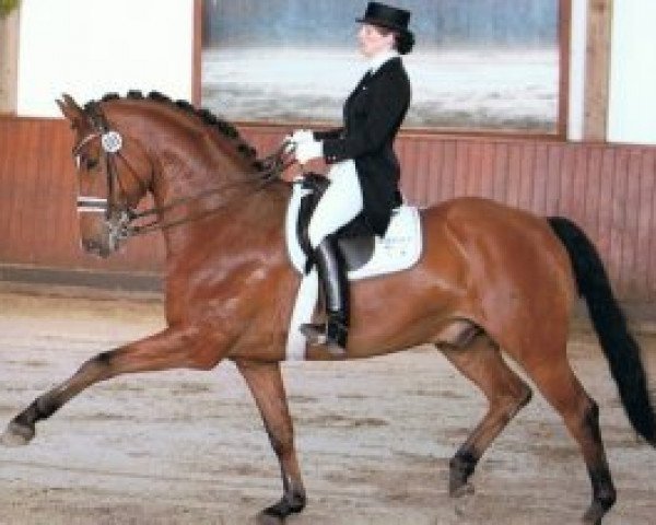 dressage horse Wilson Pickett (Hanoverian, 2005, from Wolkentanz I)