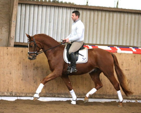 dressage horse Wallach von Fürst Romancier/Royal Hit (Oldenburg, 2012, from Fürst Romancier)