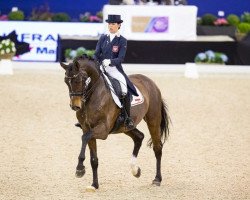 dressage horse Rumba Hit (polish noble half-breed, 2010, from Samba Hit I)