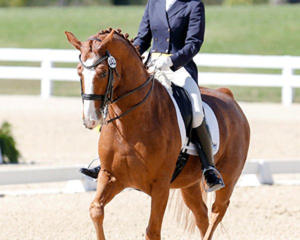horse Weltdorff (Hanoverian, 2002, from Weltmeyer)