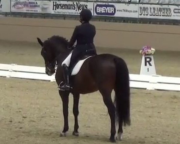 dressage horse Peteta (Hanoverian, 2000)