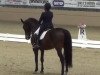 dressage horse Peteta (Hanoverian, 2000)