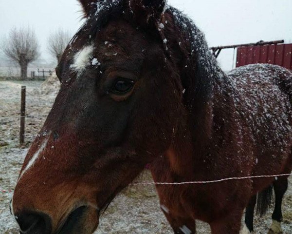 broodmare Fraggle (Westphalian, 1991, from Federball)