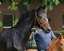 broodmare Waldiris (Oldenburg, 2007, from Fidertanz)