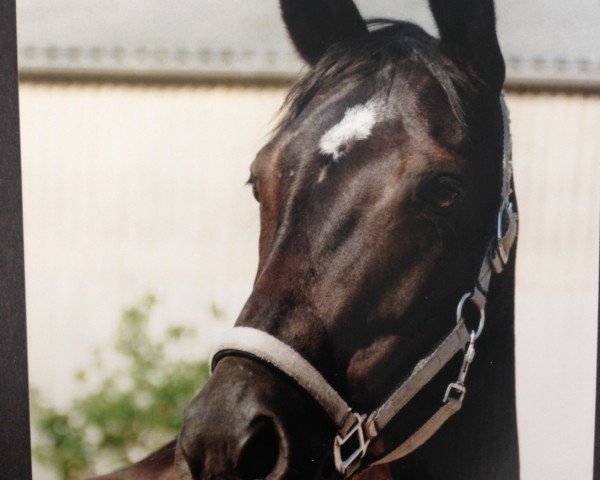 horse Diamond Lady 8 (Rhinelander, 1994, from Donatello)