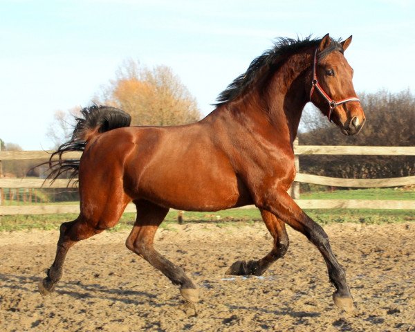 Pferd Hannibal (Koninklijk Warmbloed Paardenstamboek Nederland (KWPN), 2012, von Douglas)