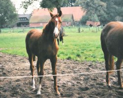 broodmare Woogie Boogie (Hanoverian, 1995, from Weltmeyer)