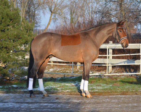 dressage horse alab (Hanoverian, 2010, from Alabaster B)