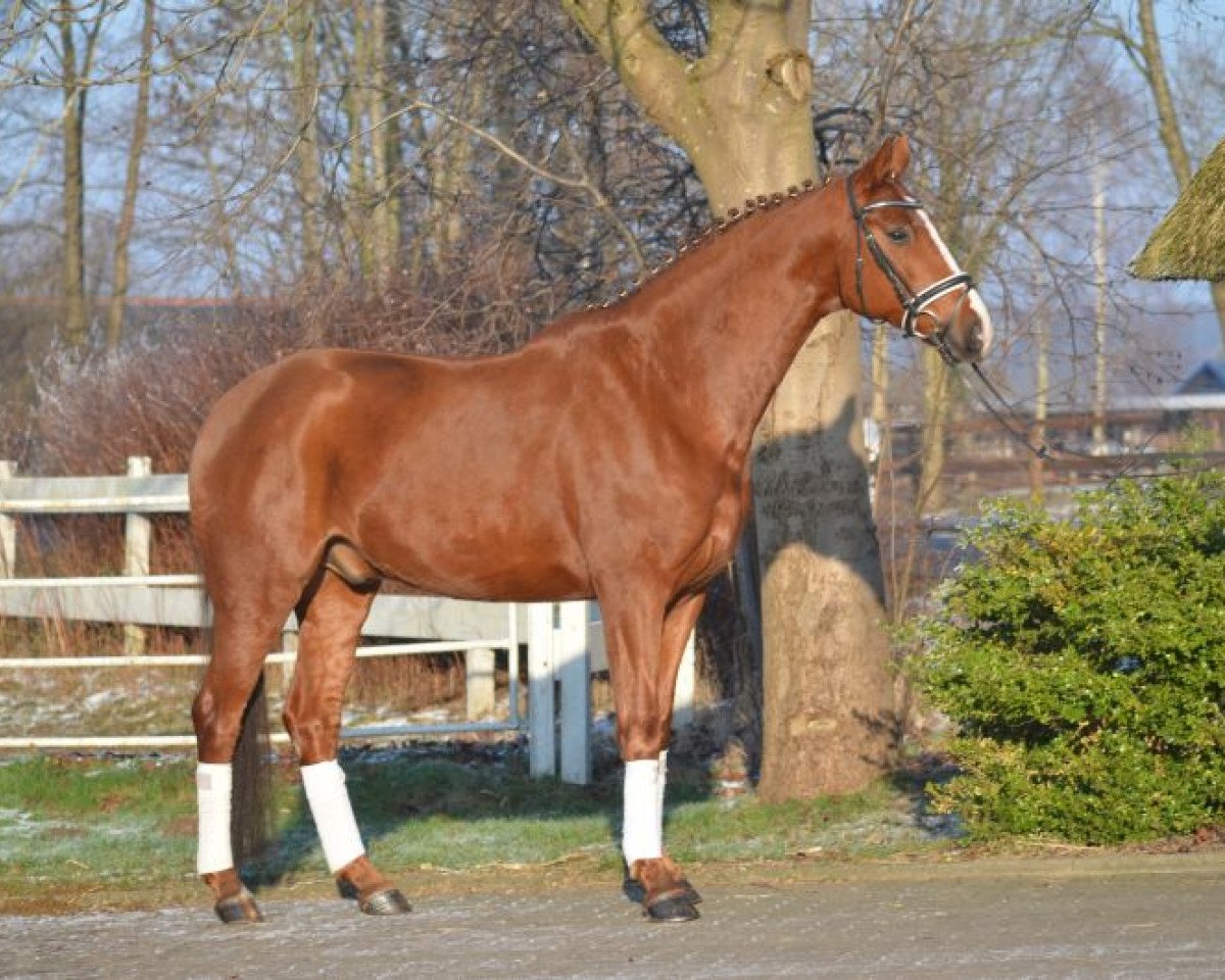 Springpferd qbck (Hannoveraner, 2010, von Quarterback 5)