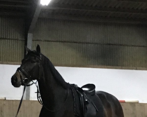 dressage horse Quantafina (Hanoverian, 2012, from Quaterhall)