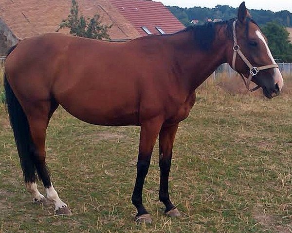 broodmare Ricarda (German Sport Horse, 2010, from Cassineto)