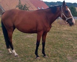 broodmare Ricarda (German Sport Horse, 2010, from Cassineto)