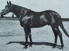 stallion Royal and Regal xx (Thoroughbred, 1970, from Vaguely Noble xx)