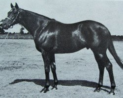 stallion Royal and Regal xx (Thoroughbred, 1970, from Vaguely Noble xx)