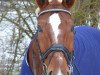 dressage horse Fandango 240 (Hanoverian, 2001, from Fabriano)