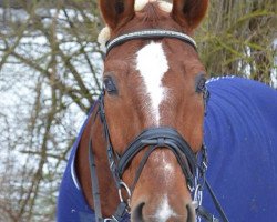 dressage horse Fandango 240 (Hanoverian, 2001, from Fabriano)